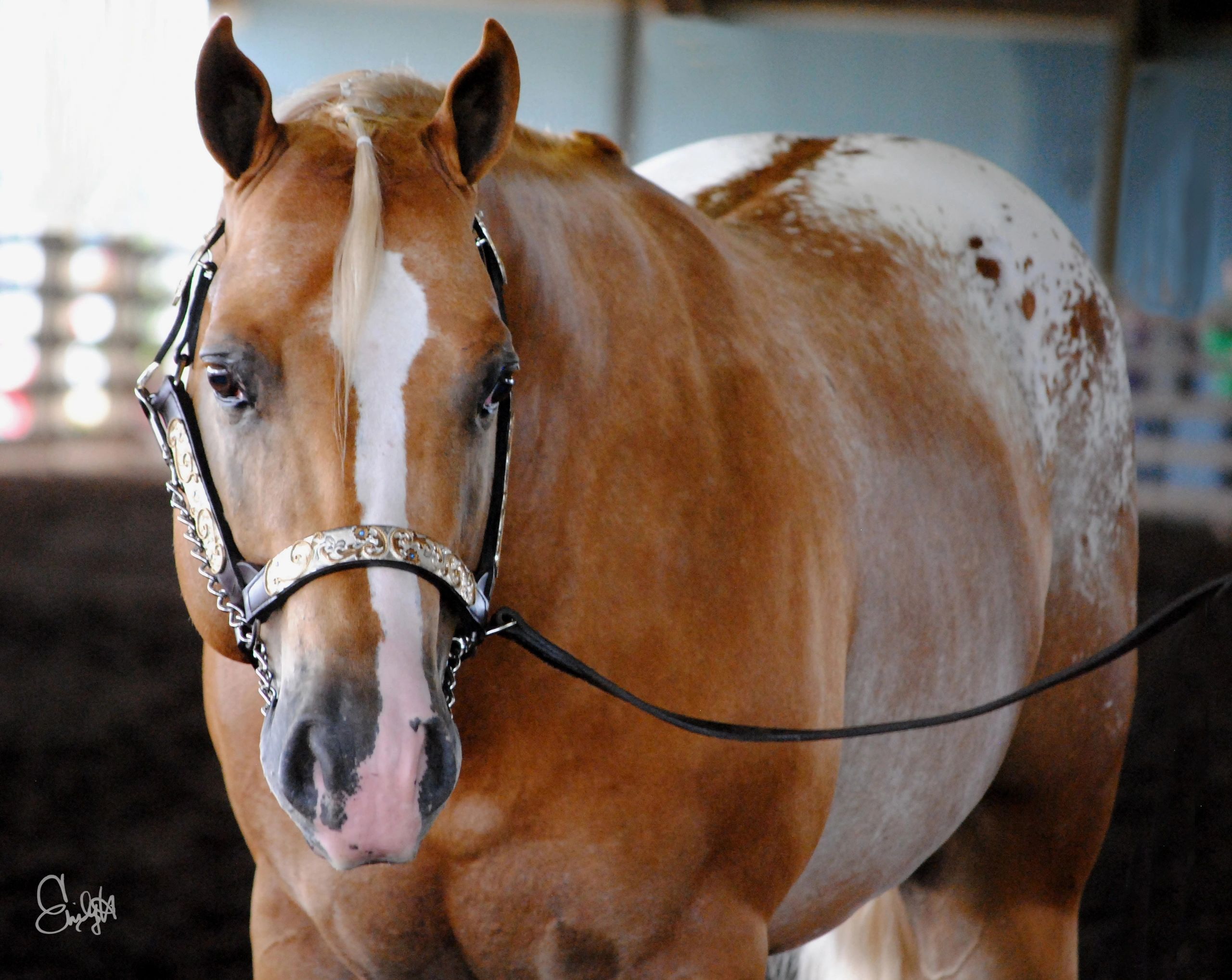 ApHC and Open Shows Oregon Appaloosa Breeders Association